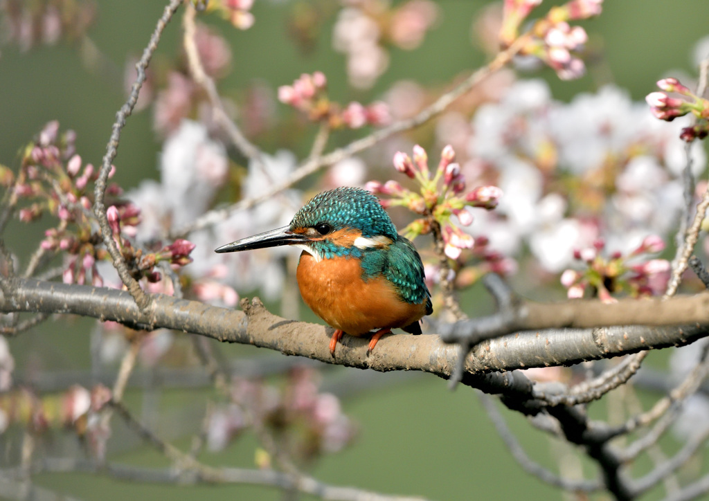 サクラカワセミ