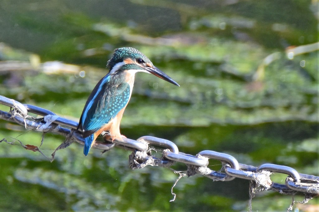 今日は涼しいな！
