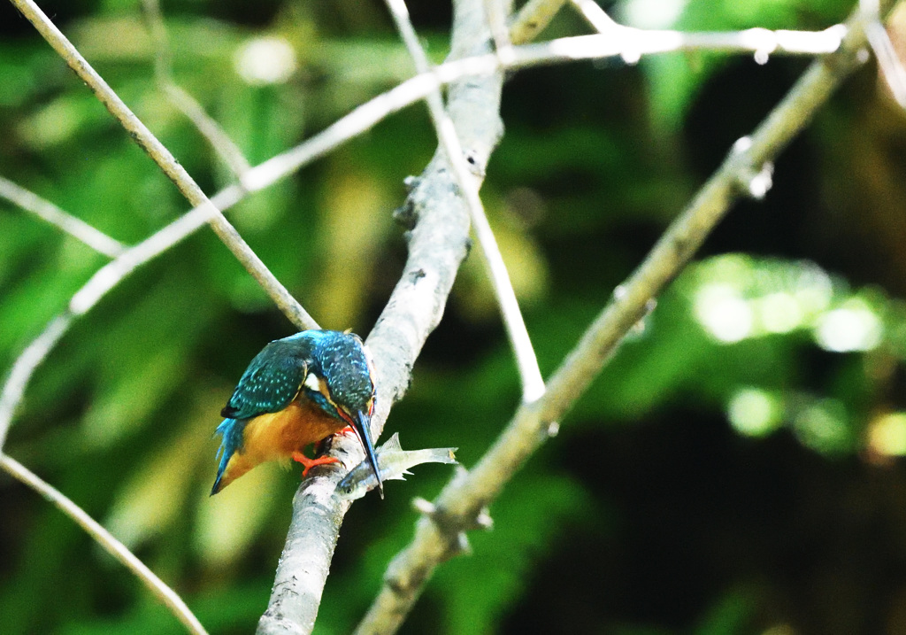 でかいの捕ったぞー！