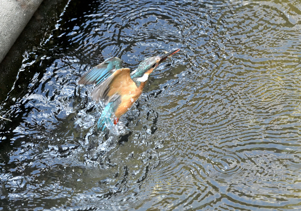 エビを獲ったぞ！