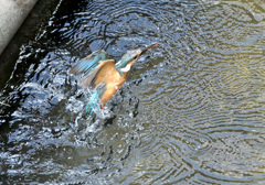 エビを獲ったぞ！