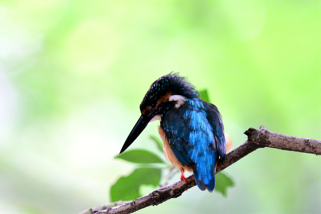 今日のカワセミ、見返り美人