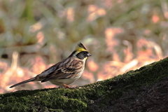 ミヤマホウジロ