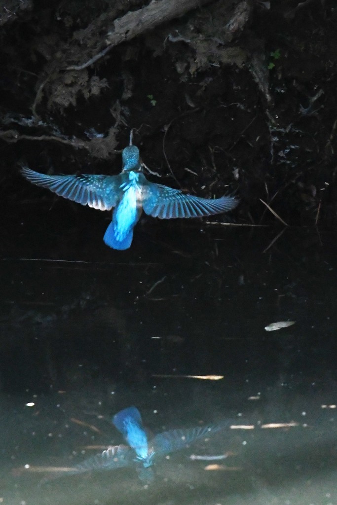 ダブルカワセミ