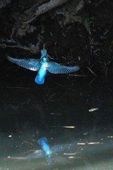 ダブルカワセミ