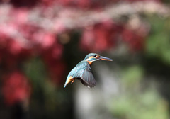 紅葉バックのフォバリング