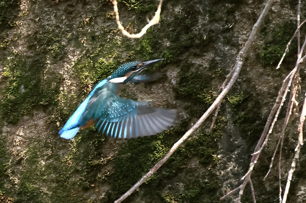 暑いので日陰に避難