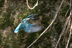 暑いので日陰に避難