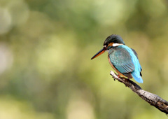 いつもの公園のカワセミ