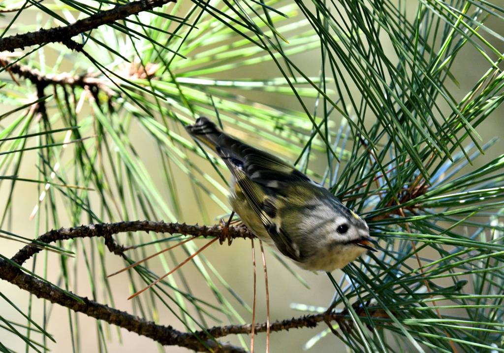 キクイタダキ２