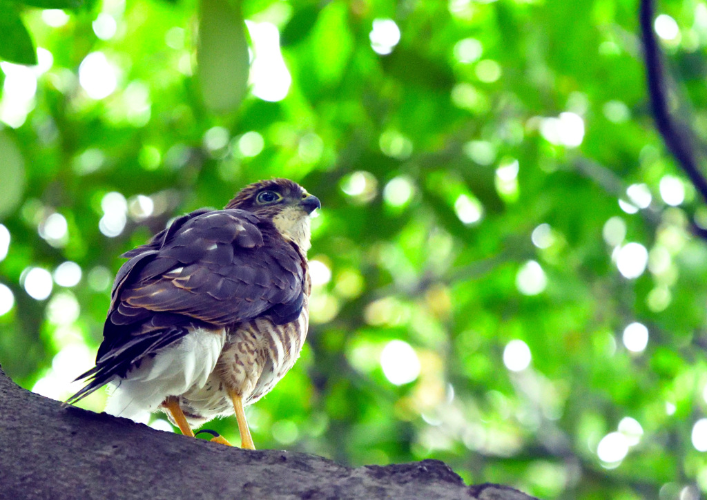 すっかり成鳥らしくなった4男？