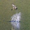 ハヤブサに襲われるヤマセミ