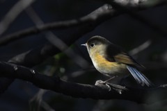 ルリビタキ