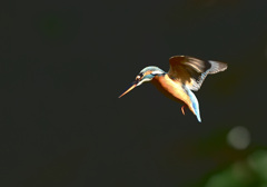 カワセミのフォバA