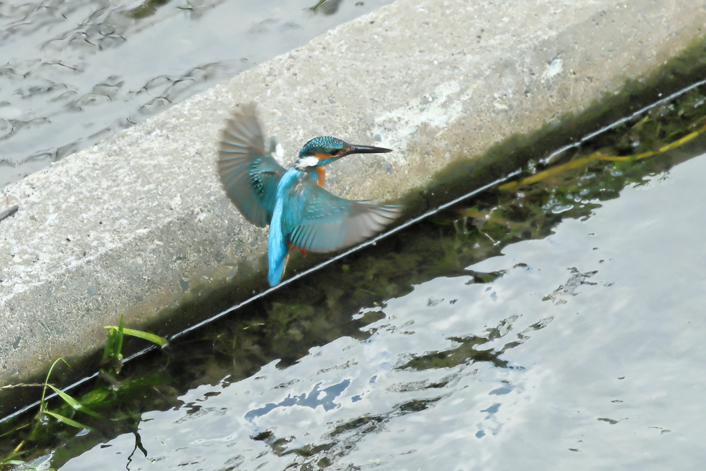 フォバリング１