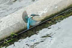 フォバリング１