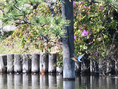 池を周回する幼鳥