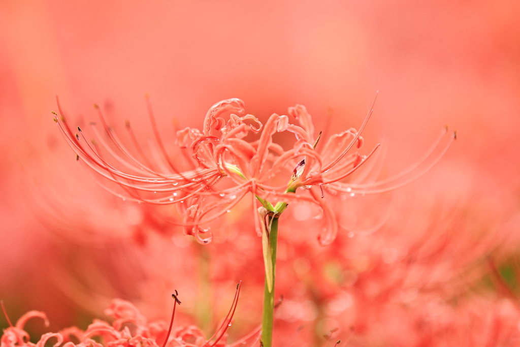 曼殊沙華３