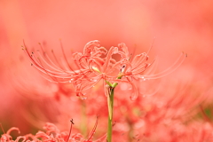 曼殊沙華３