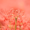 曼殊沙華３