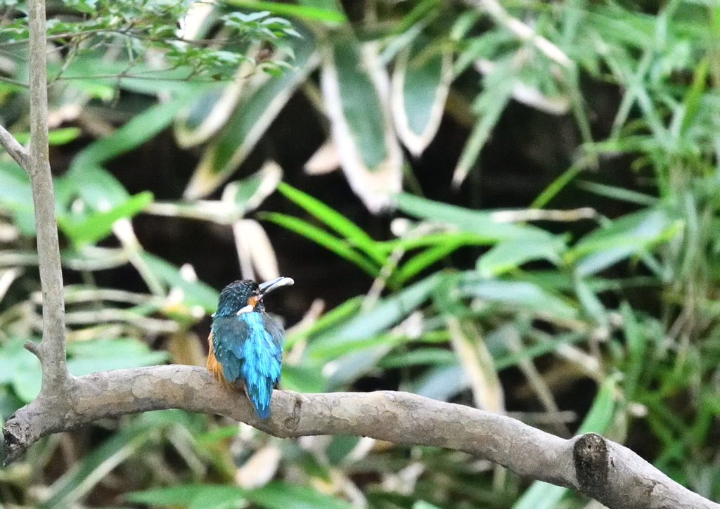 メスを探すカワセミ君