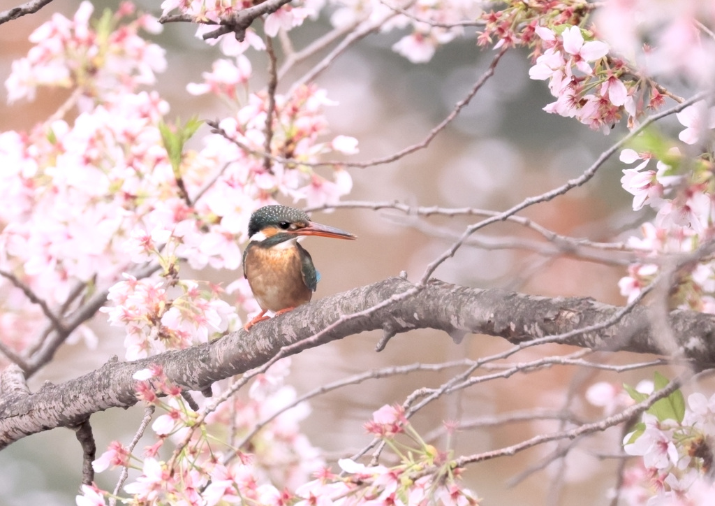 桜カワセミ３