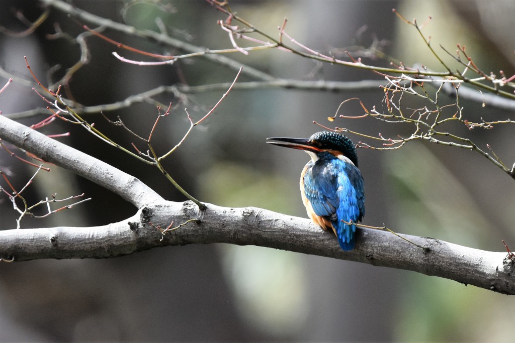久しぶりのカワセミ君