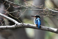 久しぶりのカワセミ君