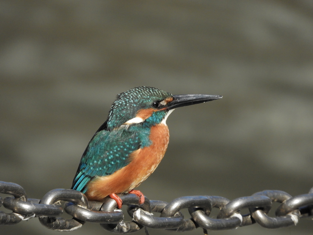 ペアカワセミ（オス）