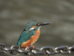 ペアカワセミ（オス）