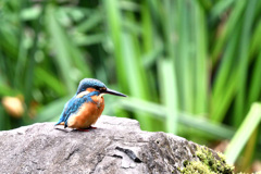 いつもの公園のカワセミ