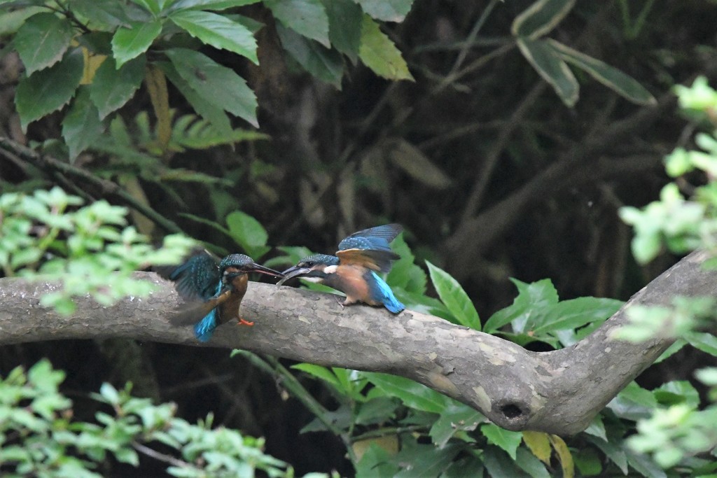 カワセミの給餌