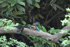 カワセミの給餌