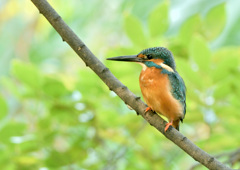 待ちくたびれた