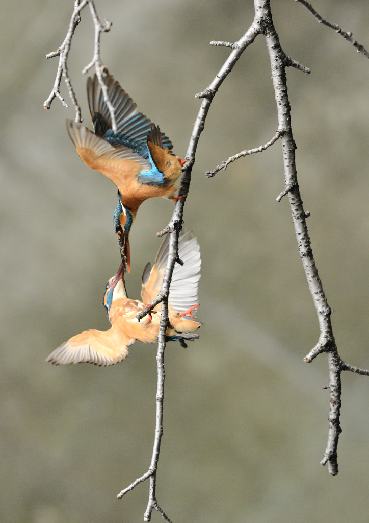 ディープキス２