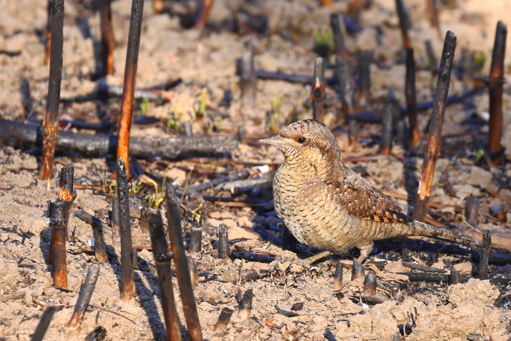 アリスイ初撮り