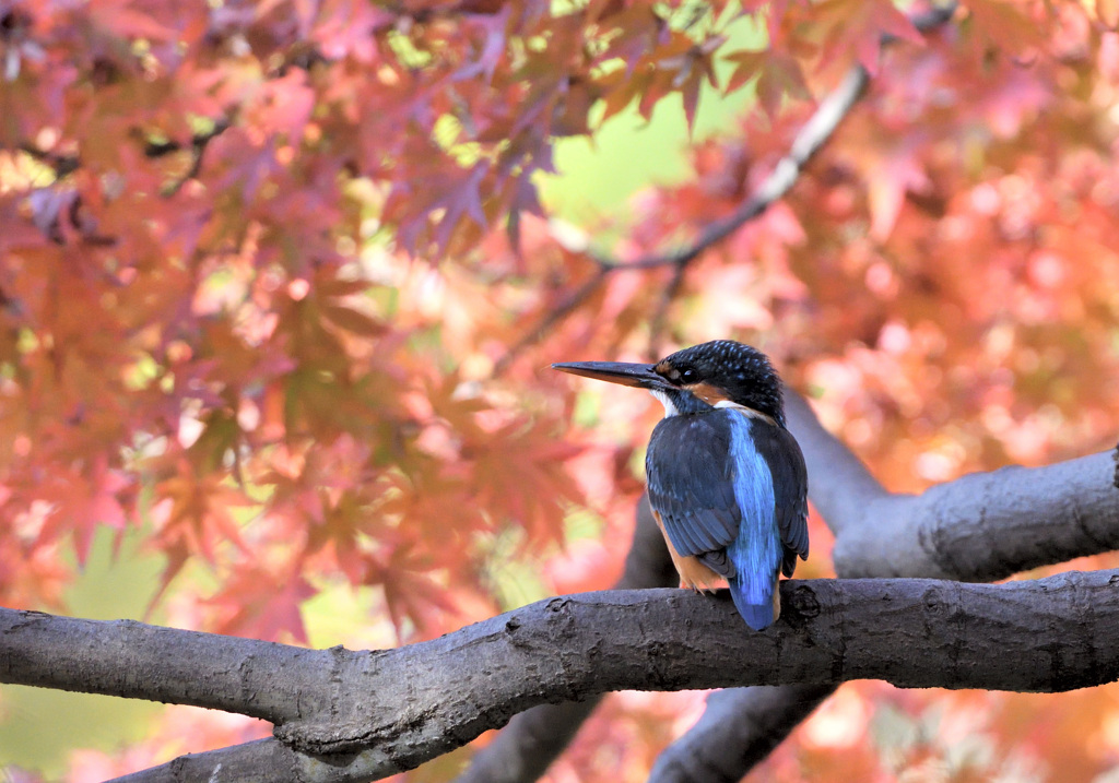 紅葉カワセミ