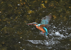 餌獲り失敗 餌獲り失敗