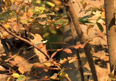 紅葉のヤマガラ