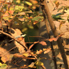 紅葉のヤマガラ
