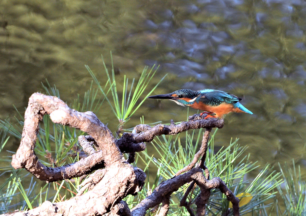 ヨーイドンかな？
