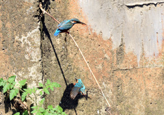 大きいの獲って来るよ