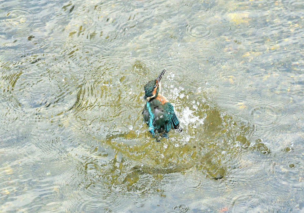 2番子の飛び込み（１）