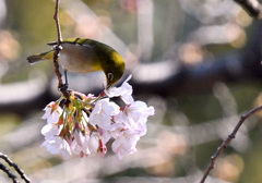 桜目次郎