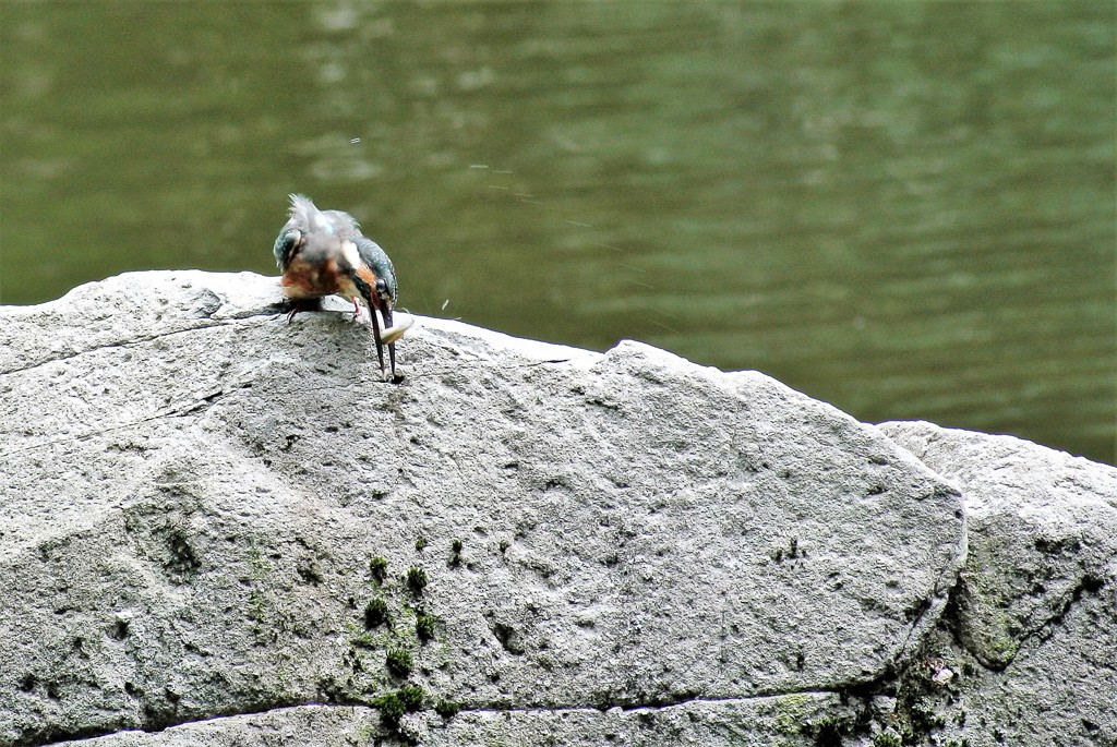 いっただきまーす