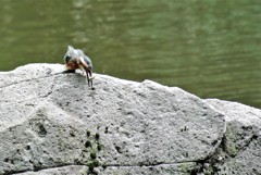 いっただきまーす