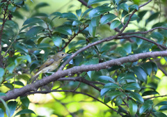 ＳＯ公園のキビタキ♀　