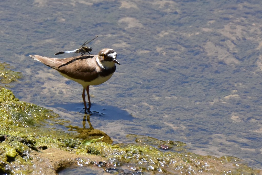 コチドリにおんぶ