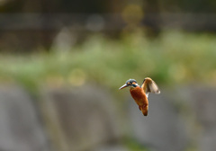 フォバリング２