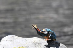 エビの巴投げ！